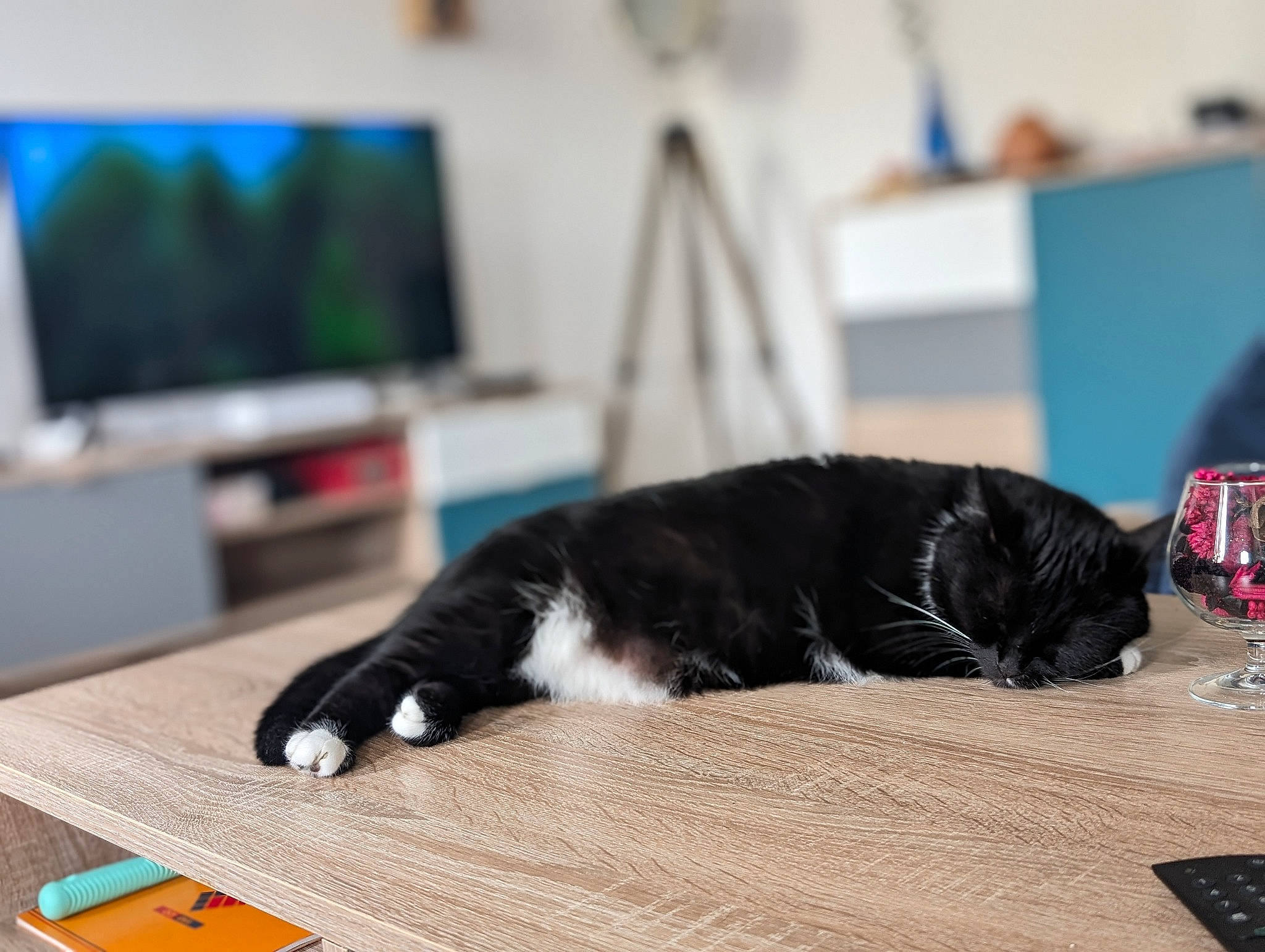 Simone participe au concours pour gagner de l'argent avec cette photo : automotive_design, carnivore, cat, comfort, domestic_short_haired_cat, felidae, flooring, fur, hardwood, laminate_flooring, room, small_to_medium_sized_cats, table, tail, tin_can, whiskers, wine_glass, wood, wood_flooring