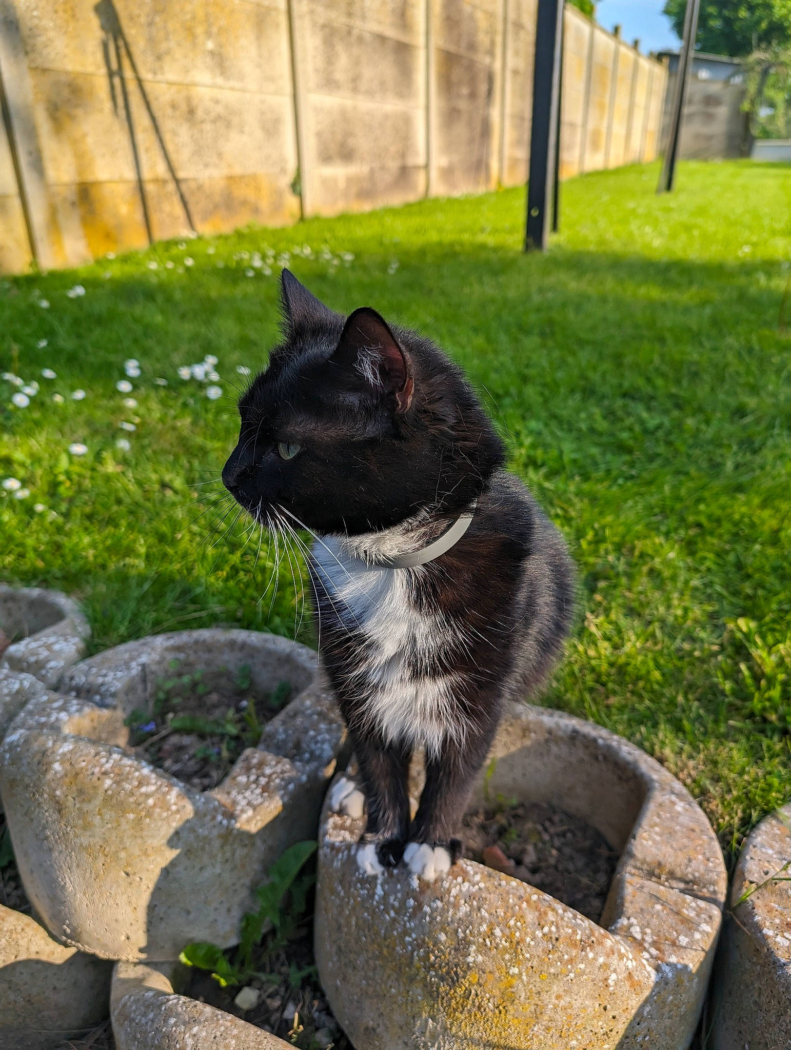 Simone participe au concours pour gagner de l'argent avec cette photo : black_cat, carnivore, cat, domestic_short_haired_cat, felidae, fur, garden, grass, grey, groundcover, houseplant, landscape, plant, small_to_medium_sized_cats, snout, tail, terrestrial_animal, tree, whiskers, window