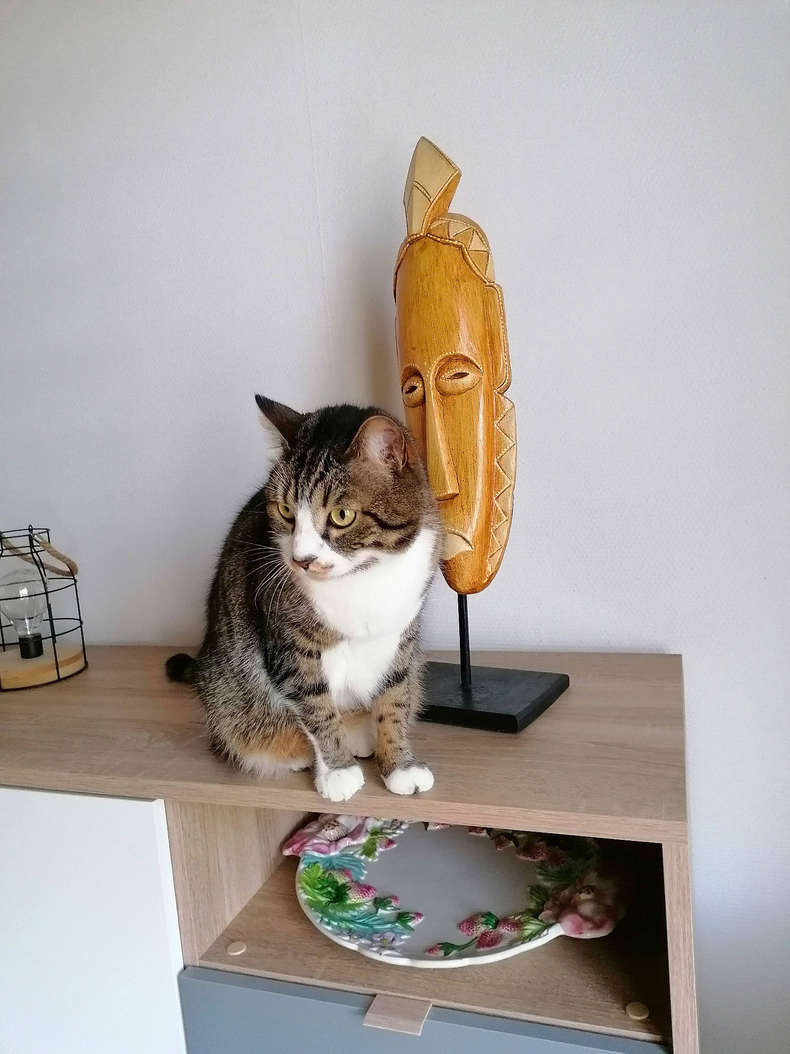 Jeanine Dit Jaja participe au concours pour gagner de l'argent avec cette photo : carnivore, cat, cat_supply, comfort, domestic_short_haired_cat, felidae, fur, pet_supply, room, small_to_medium_sized_cats, table, tableware, tail, whiskers, wood