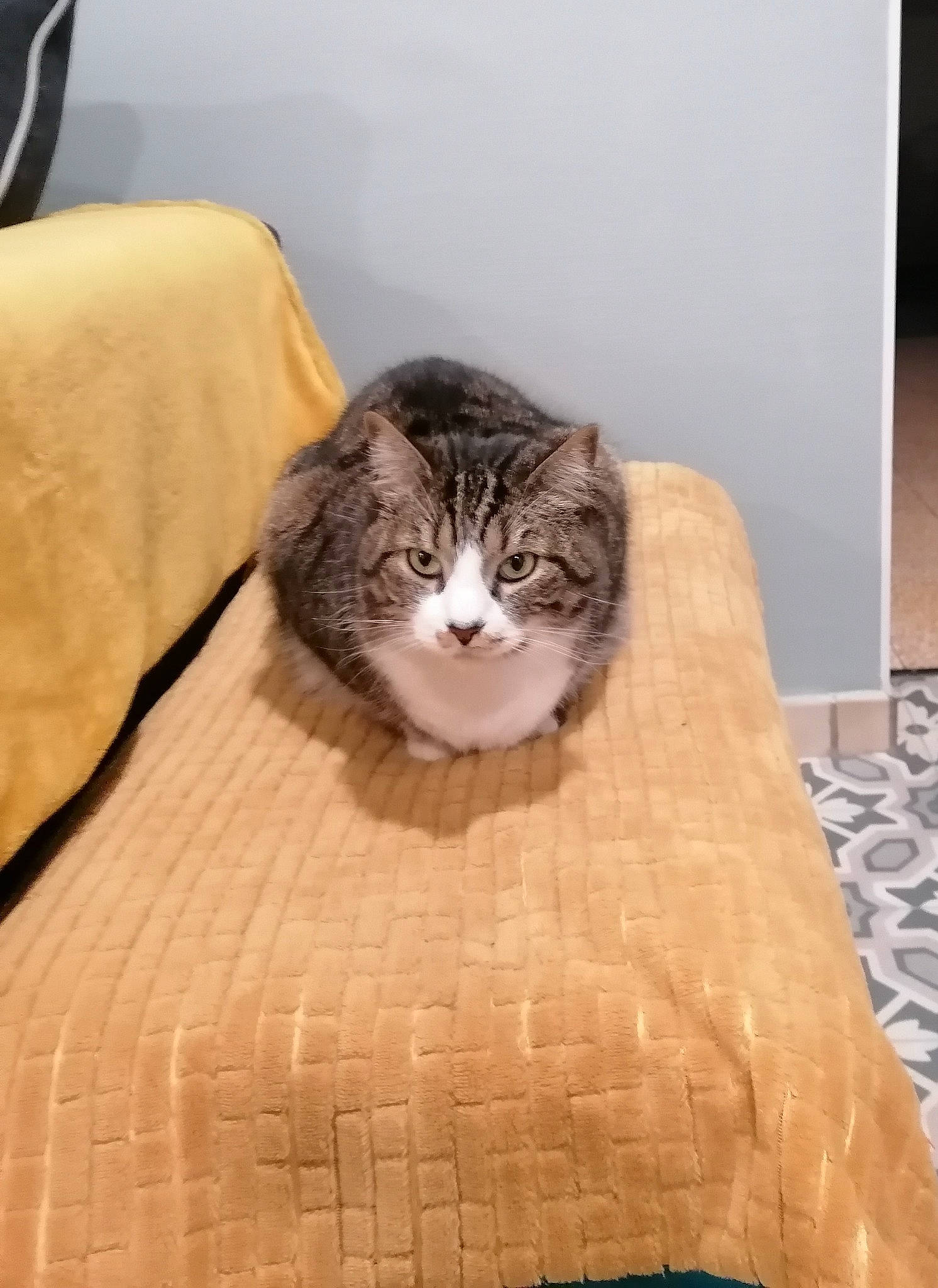 Jeanine Dit Jaja participe au concours pour gagner de l'argent avec cette photo : brown, carnivore, cat, cat_supply, comfort, domestic_short_haired_cat, felidae, flooring, fur, hardwood, room, sitting, small_to_medium_sized_cats, snout, tail, terrestrial_animal, whiskers, wood