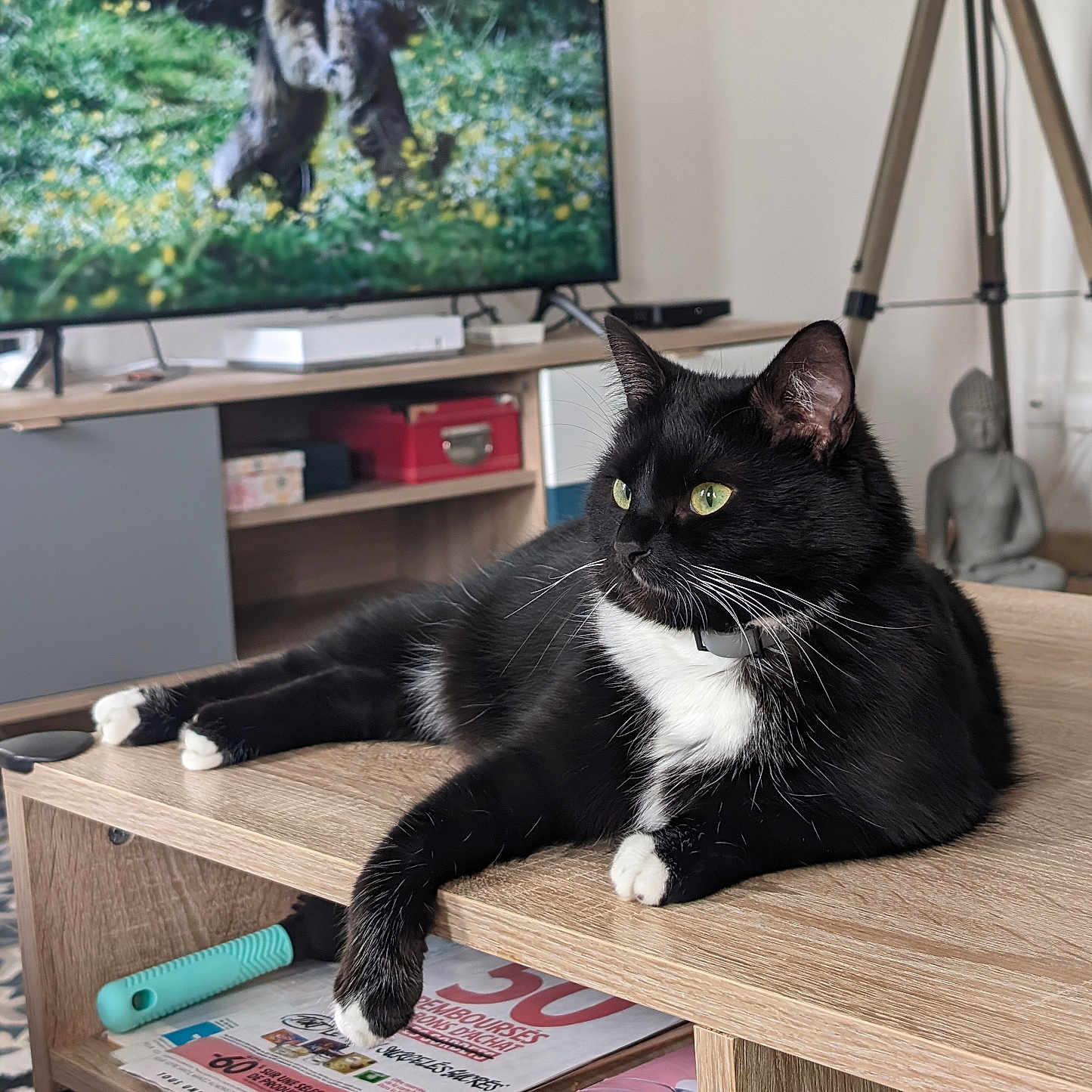 Sissi Simone participe au concours pour gagner de l'argent avec cette photo : animal, box, boy, cat, child, computerhardware, electronics, furniture, hardware, hardwood, male, monitor, person, pet, plywood, screen, shelf, table, tv, wood