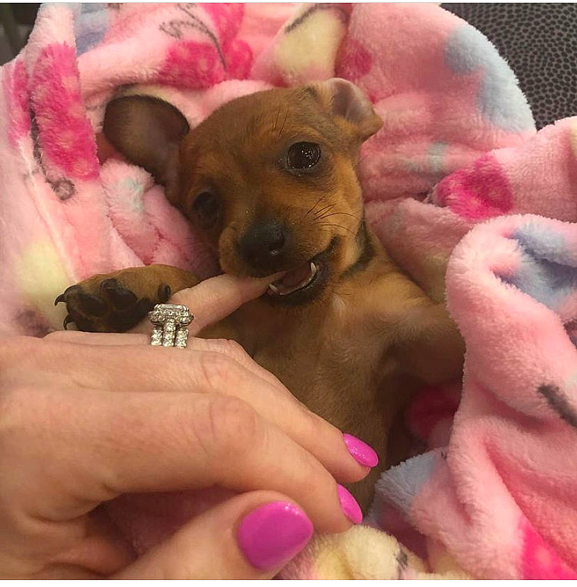 Maggie Joe joined the competition — help win amazing prizes! american_hairless_terrier, canidae, carnivore, chihuahua, companion_dog, dog, dog_breed, fawn, mammal, peruvian_hairless_dog, puppy, puppy_love, snout, toy_dog, vertebrate