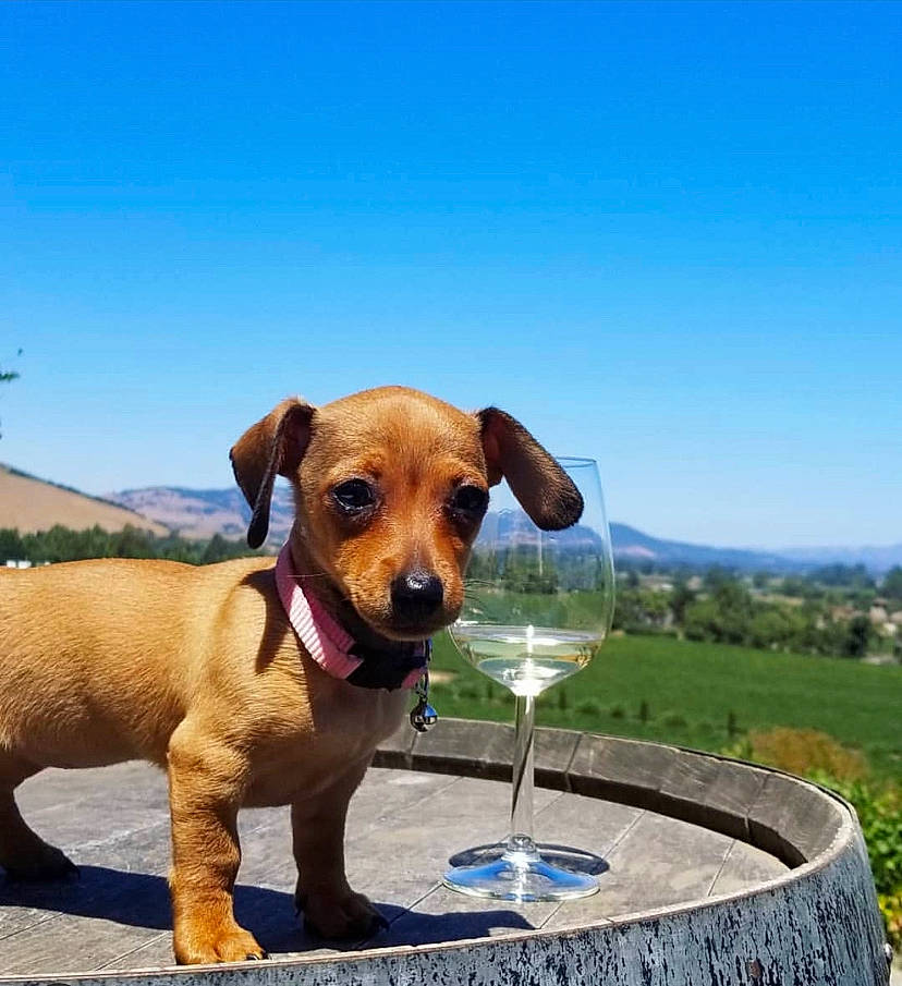 Maggie Joe joined the competition — help win amazing prizes! canidae, carnivore, companion_dog, dachshund, dog, dog_breed, fawn, hunting_dog, mammal, photography, puppy, snout, sporting_group, vertebrate, wheel