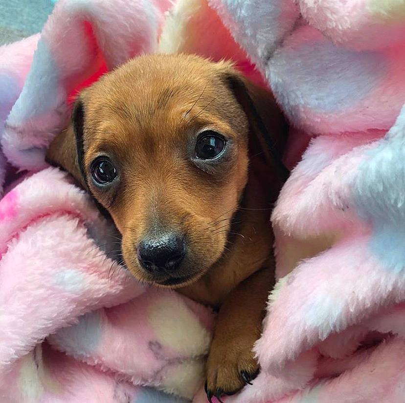 Maggie Joe is registered to the contest to win money with this photo: beagador, canidae, carnivore, companion_dog, dachshund, dog, dog_breed, fawn, mammal, nose, paw, pink, puppy, puppy_love, rare_breed_dog, snout, vertebrate, whiskers
