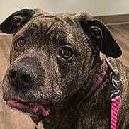 Sadie joined the competition — help win amazing prizes! animal, black, brindle, brown, canine, close_up, collar, denim, dog, ears, floor, indoor, leash, looking_up, person_legs, pet, snout, tongue, white_patch, wooden_floor
