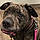 Sadie