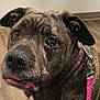 animal, black, brindle, brown, canine, close_up, collar, denim, dog, ears, floor, indoor, leash, looking_up, person_legs, pet, snout, tongue, white_patch, wooden_floor