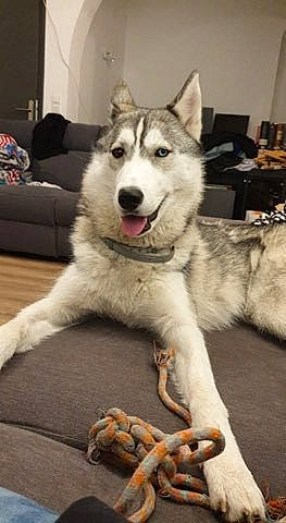 Yanko participe au concours pour gagner de l'argent avec cette photo : ancient_dog_breeds, canidae, canis, carnivore, companion_dog, couch, dog, dog_breed, fur, non_sporting_group, paw, sled_dog, snout, sporting_group, terrestrial_animal, working_animal, working_dog