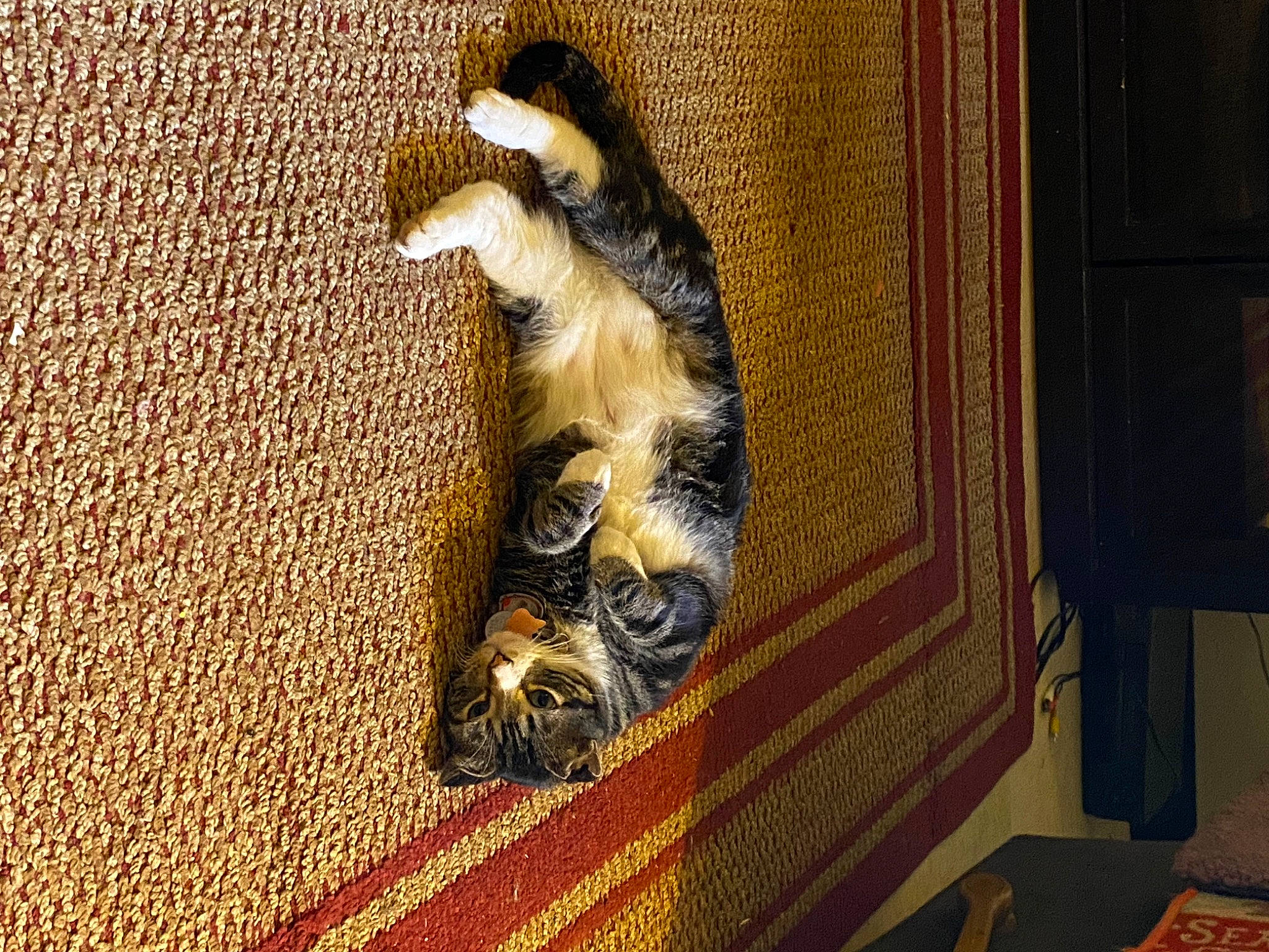 Austin joined the competition — help win amazing prizes! brown, carnivore, carpet, cat, cat_supply, claw, comfort, domestic_short_haired_cat, felidae, flooring, fur, hardwood, pattern, room, small_to_medium_sized_cats, sporting_group, tail, whiskers, wildlife, wood