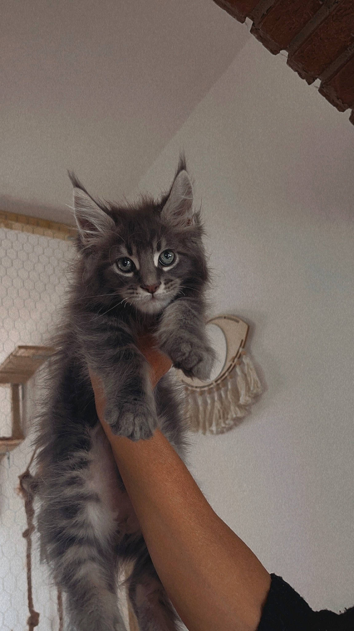 Voltaire participe au concours pour gagner de l'argent avec cette photo : black_cat, carnivore, cat, claw, comfort, couch, domestic_short_haired_cat, eye, felidae, fur, grey, human_leg, paw, sitting, small_to_medium_sized_cats, snout, tail, whiskers