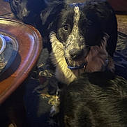 Tyson joined the competition — help win amazing prizes! black_dog, border_collie, carpet, close_up, coffee_table, companion, couch, curious, dog, dogs, eyes, fur, indoor, living_room, nose, paw, pet, portrait, speckled_face, wooden_table