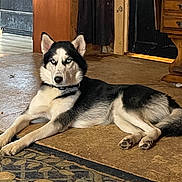 Zeus is registered to the contest to win money with this photo: husky, dog, pet, blue_eyes, laying_down, indoor, rug, floor, wooden_furniture, doorway, staring, paws, collar, black_and_white_coat, fur, portrait, attentive, living_room, tile_floor, canine