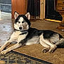 husky, dog, pet, blue_eyes, laying_down, indoor, rug, floor, wooden_furniture, doorway, staring, paws, collar, black_and_white_coat, fur, portrait, attentive, living_room, tile_floor, canine