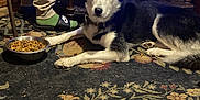 Zeus is registered to the contest to win money with this photo: dog, husky, siberian_husky, pet, indoor, rug, carpet, dog_bowl, kibble, person_legs, socks, slide_sandal, coffee_table, furniture, living_room, floor, blue_light, portrait, eyes, penny