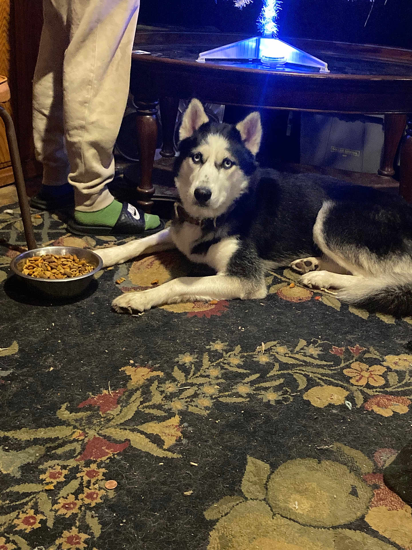 Zeus is registered to the contest to win money with this photo: dog, husky, siberian_husky, pet, indoor, rug, carpet, dog_bowl, kibble, person_legs, socks, slide_sandal, coffee_table, furniture, living_room, floor, blue_light, portrait, eyes, penny