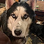 Zeus is registered to the contest to win money with this photo: dog, husky, blue_eyes, close_up, face, ears, nose, collar, fur, living_room, carpet, rug, couch, coffee_table, beverage_can, mountain_dew, stare, pet, indoor, black_dog