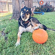 Buddy is registered to the contest to win money with this photo: animal, backyard, canine, collar, dog, fence, garden, grass, nature, orange_ball, outdoor, paw, pet, playful, relaxed, summer, sunlight, swing, toy, tree_trunk