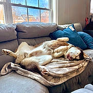 Loki is registered to the contest to win money with this photo: dog, canine, sleeping, couch, blanket, pillows, indoor, window, relaxed, pet, fur, domestic_animal, resting, living_room, cozy, sunlight, comfortable, home, animal, napping