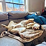 dog, canine, sleeping, couch, blanket, pillows, indoor, window, relaxed, pet, fur, domestic_animal, resting, living_room, cozy, sunlight, comfortable, home, animal, napping