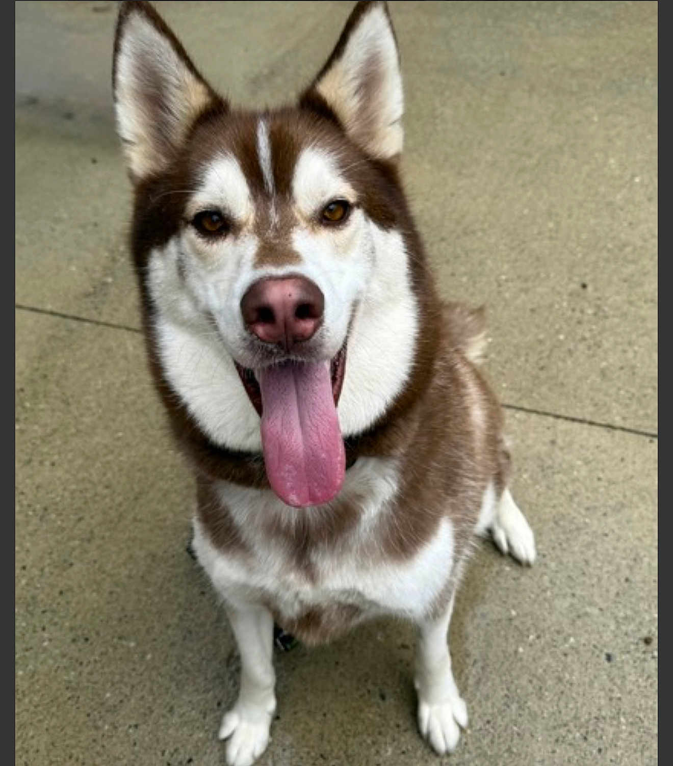 Loki joined the competition — help win amazing prizes! dog, husky, pet, animal, canine, tongue_out, brown_and_white, ears_up, happy, playful, sitting, outdoor, concrete, close_up, fur, muzzle, paw, friendly, alert, companion