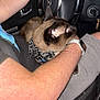 bandana, car_interior, cat, close_up, dashboard, fabric, flash, human_arm, keys, lap, night_photo, passenger, pet, portrait, red_eye, seat, siamese_cat, smartwatch, steering_wheel, vehicle