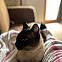 cat, siamese_cat, pet, animal, feline, portrait, indoor, blanket, couch, cozy, whiskers, ears, fur, sitting, shallow_focus, bokeh, close_up, domestic, home, relaxed