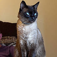 Ollie joined the competition — help win amazing prizes! cat, siamese, blue_eyes, whiskers, fur, pet, indoor, sitting, portrait, closeup, ears, collar, paws, sofa, couch, person_partial, domestic_animal, household, calm, gaze