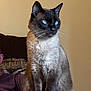 cat, siamese, blue_eyes, whiskers, fur, pet, indoor, sitting, portrait, closeup, ears, collar, paws, sofa, couch, person_partial, domestic_animal, household, calm, gaze