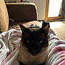cat, siamese_cat, pet, blanket, couch, living_room, window, sunlight, ears, whiskers, fur, cozy, indoor, portrait, eyes, lap, furniture, guitar, door, relaxed