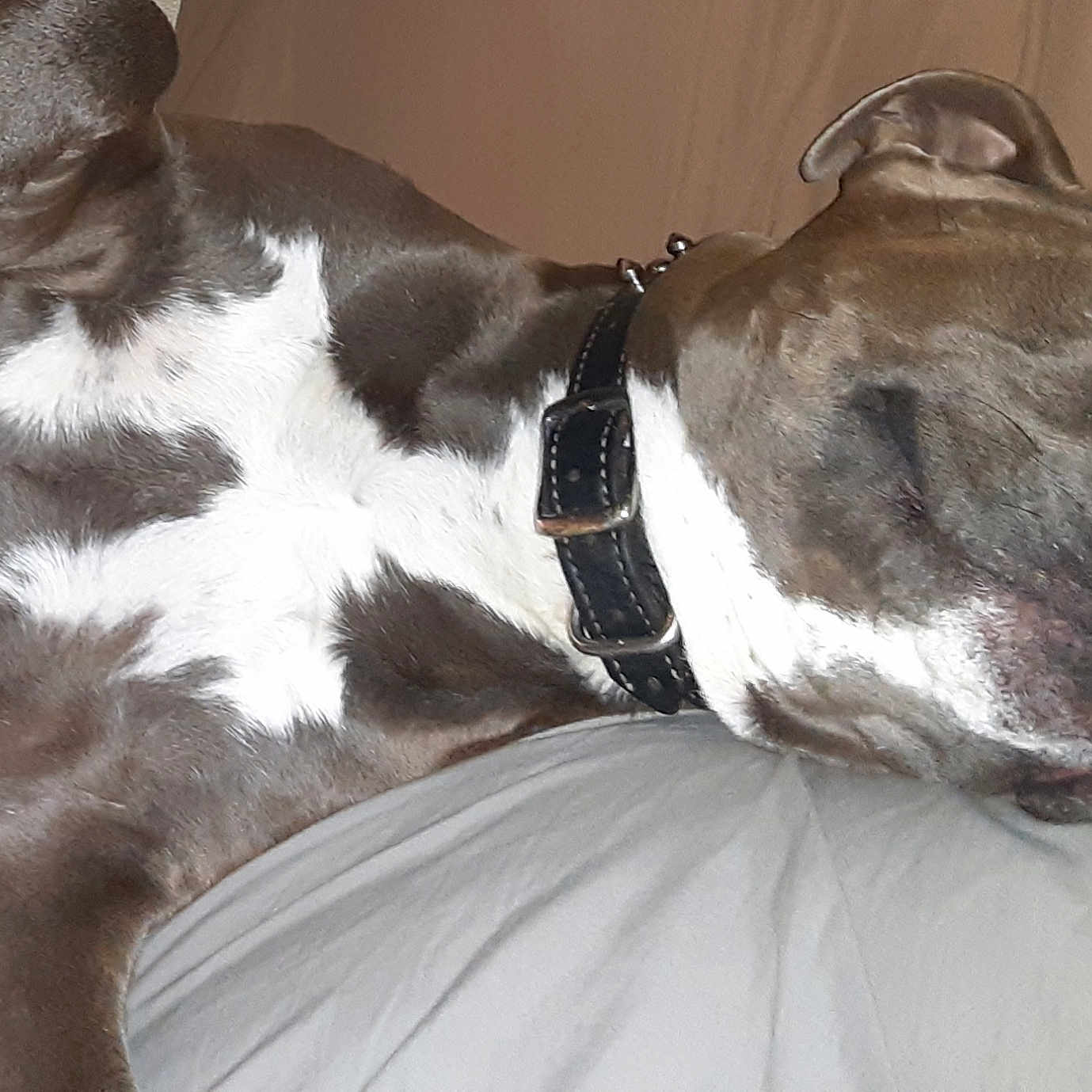 Chunxzz joined the competition — help win amazing prizes! animal, bed, blanket, brown, canine, closeup, collar, cute, dog, domestic, ear, fur, indoor, paw, pet, relaxed, resting, sleeping, snout, white_chest