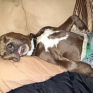 Chunxzz is registered to the contest to win money with this photo: dog, sleeping, couch, blanket, pillow, brown_dog, relaxed, indoor, pet, canine, collar, snout, fur, resting, comfort, domestic_animal, nap, close_up, home, cute