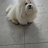adorable, animal, calm, companion, curious, cute, dog, domestic_animal, floor, fluffy, fur, indoor, indoor_lighting, looking_up, pet, quiet, sitting, small_dog, tile_floor, white_dog
