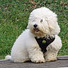 Viking participe au concours pour gagner de l'argent avec cette photo : accessories, animal, ball, canine, dog, eskimodog, football, grass, lawn, pet, plant, poodle, puppy, soccer, soccerball, sport, strap, tennis, terrier, whitedog