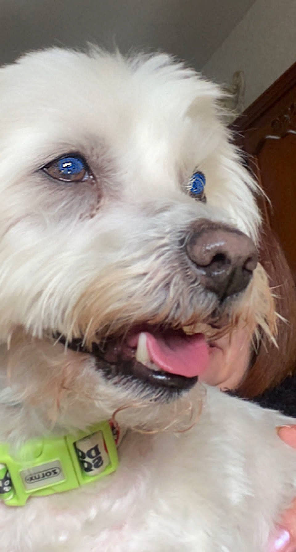 Harley a rejoint le concours — aidez-le/la à gagner de superbes lots ! canidae, carnivore, collar, companion_dog, dog, dog_breed, dog_collar, fur, labradoodle, maltepoo, puppy_love, shih_poo, small_terrier, smile, snout, sporting_group, terrier, toy_dog, water_dog, working_animal