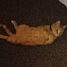 cat, orange_tabby, lying_down, collar, pet, feline, indoor, relaxed, fur, whiskers, animal, domestic, cute, mammal, carpet, resting, four_legs, tail, ears, closeup