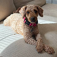 Kiwi joined the competition — help win amazing prizes! dog, curly_fur, beige_couch, pink_collar, indoor, pet, relaxed, crossed_paws, furniture, canine, animal, companion, home, cute, portrait, domestic, cozy, brown_fur, looking_at_camera, sunlight