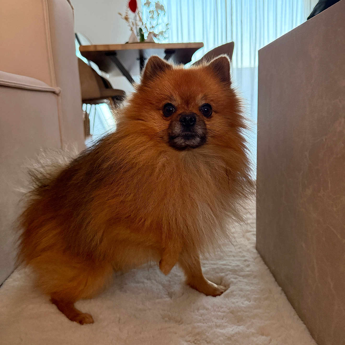 Simba a rejoint le concours — aidez-le/la à gagner de superbes lots ! animal, brown, carpet, chair, cozy, curious, curtains, cute, dog, fluffy, furniture, home, indoor, living_room, pet, pomeranian, portrait, small_dog, table, window