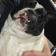 Chaos joined the competition — help win amazing prizes! dog, black_and_white, close_up, pet, tongue, teeth, expression, person, hand, tattoo, couch, indoor, animal, face, fur, paw, holding, cute, portrait, relaxed