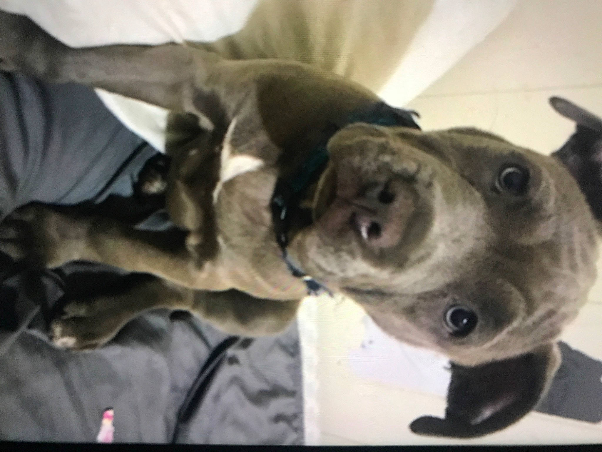 Socha joined the competition — help win amazing prizes! canidae, carnivore, collar, companion_dog, dog, dog_breed, dog_collar, ear, fawn, fur, non_sporting_group, selfie, snout, sporting_group, whiskers, working_animal