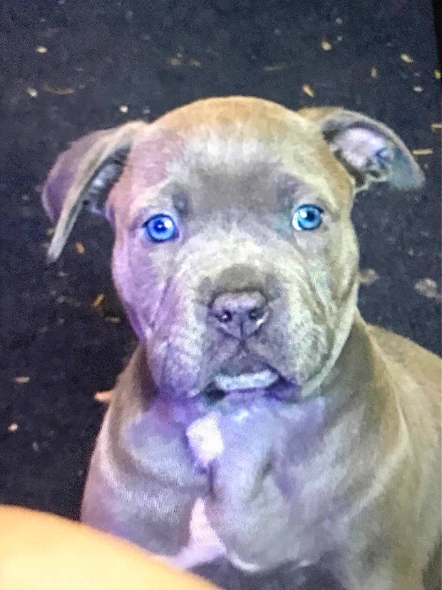 Socha joined the competition — help win amazing prizes! ancient_dog_breeds, art, canidae, carnivore, collar, companion_dog, dog, dog_breed, electric_blue, fawn, molosser, snout, sporting_group, terrestrial_animal, toy, toy_dog, whiskers, working_animal, working_dog, wrinkle