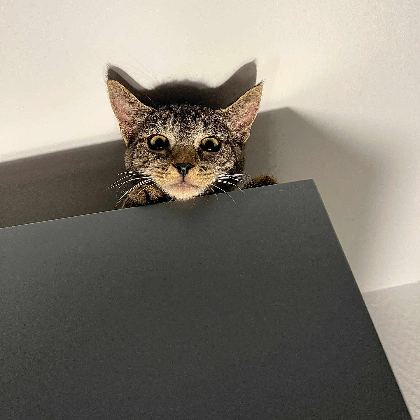 Tia a rejoint le concours — aidez-le/la à gagner de superbes lots ! abyssinian, animal, cat, computer, desk, egyptiancat, electronics, furniture, gray, hardwood, indoors, kitten, laptop, manx, pc, pet, plywood, shelf, table, wood