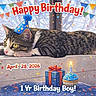 Papi Chulo joined the competition — help win amazing prizes! cat, tabby_cat, party_hat, birthday, confetti, cupcake, gift_box, window, bunting, celebration, indoor, ledging, festive, cake, candle, decorations, colorful, animal, pet, resting