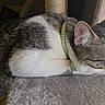 Papi Chulo is registered to the contest to win money with this photo: animal, cat, closeup, collar, curious, domestic, feline, fur, indoor, light, perch, pet, relaxed, resting, shadow, side_view, soft, tabby, whiskers, window
