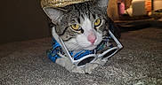 Papi Chulo is registered to the contest to win money with this photo: accessory, animal, blanket, cat, closeup, cozy, cute, fur, hat, indoor, lamp, pet, pink_nose, portrait, relaxed, resting, sunglasses, tabby_cat, texture, yellow_eyes