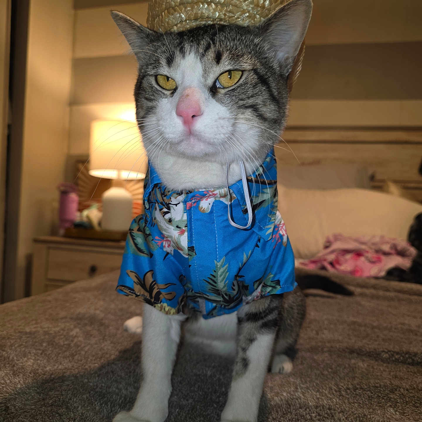 Papi Chulo joined the competition — help win amazing prizes! cat, pet, animal, indoor, bedroom, hat, clothing, costume, table_lamp, furniture, bed, blanket, fur, whiskers, yellow_eyes, striped_fur, portrait, domestic_cat, cute, posing