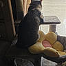 Papi Chulo is registered to the contest to win money with this photo: animal, cat, cat_tree, cozy, curtain, domestic, feline, flower_shape, furniture, home, indoor, looking_out, pet, pillow, relaxing, resting, sitting, soft_light, window, yellow_cushion
