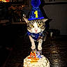 animal, bandana, birthday, cake, cat, celebration, closeup, colorful, cute, dessert, domestic_cat, festive, food, indoor, party_hat, pet, sprinkles, table, whiskers, yellow_eyes
