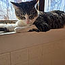 cat, tabby, white_paws, windowsill, window, sunlight, indoor, resting, animal, pet, feline, relaxed, daylight, looking_outside, fur, whiskers, ears, nose, quiet, calm