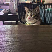 Papi Chulo joined the competition — help win amazing prizes! cat, chair, collar, cozy, curious, decor, domestic_animal, feline, home, indoor, mesh_chair, pet, plant, sitting, tabby_cat, table_surface, vase, window, wooden_table, yellow_eyes