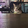 cat, chair, collar, cozy, curious, decor, domestic_animal, feline, home, indoor, mesh_chair, pet, plant, sitting, tabby_cat, table_surface, vase, window, wooden_table, yellow_eyes